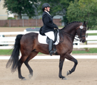 Dressage at Delaware